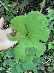 Sanguinaria canadensis
