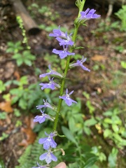 Lobelia amoena