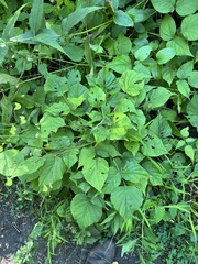 Hylodesmum glutinosum