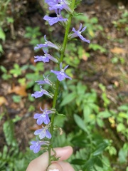 Lobelia amoena