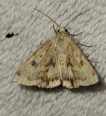 Heliocheilus paradoxus