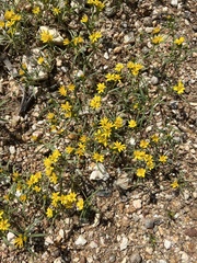 Pectis papposa papposa