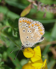 Aricia artaxerxes