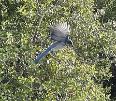 Aphelocoma coerulescens