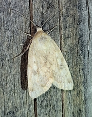 Heliocheilus paradoxus