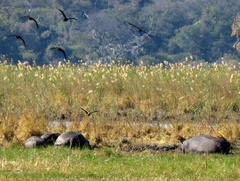Hippopotamus amphibius
