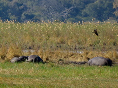 Hippopotamus amphibius