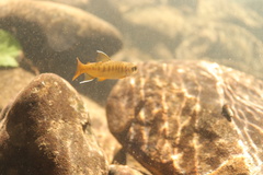 Oncorhynchus kisutch