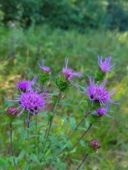 Liatris scariosa
