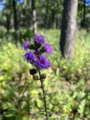 Liatris