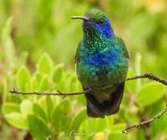 Colibri thalassinus