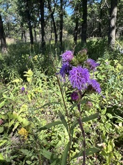 Liatris