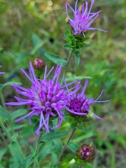 Liatris scariosa