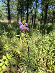 Liatris