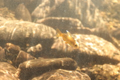 Oncorhynchus kisutch