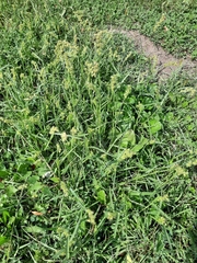 Cenchrus longispinus