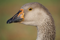 Anser anser domesticus × anser cygnoides domesticus