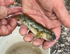 Neogobius melanostomus