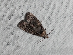 Copromorphidae