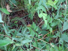 Milesia virginiensis