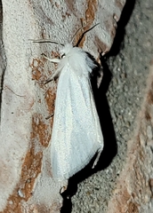 Copablepharon albisericea