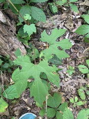 Vitis aestivalis