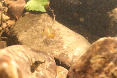 Oncorhynchus kisutch