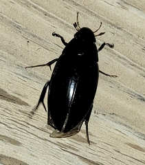 Hydrophilus triangularis