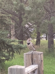Colaptes auratus luteus × cafer