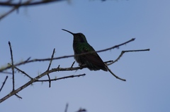 Colibri cyanotus