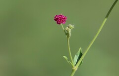 Boerhavia coccinea