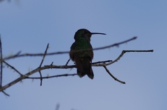 Colibri cyanotus