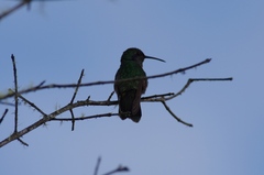 Colibri cyanotus