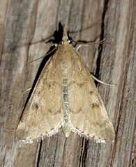 Pyraustini