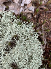Cladonia subtenuis
