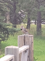 Colaptes auratus luteus × cafer