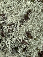 Cladonia subtenuis