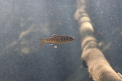 Oncorhynchus kisutch