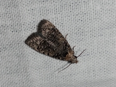 Copromorphidae