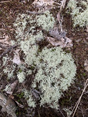 Cladonia subtenuis