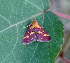 Pyrausta purpuralis