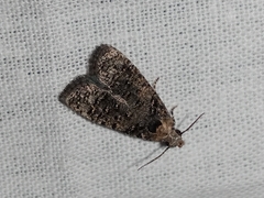Copromorphidae