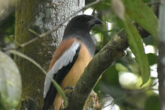 Dendrocitta vagabunda