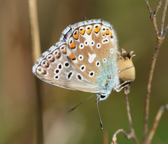 Polyommatus bellargus
