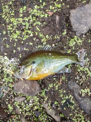 Lepomis auritus