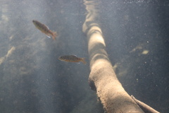 Oncorhynchus kisutch