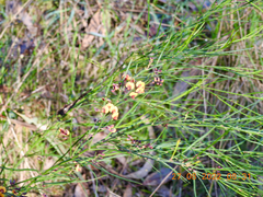 Daviesia leptophylla