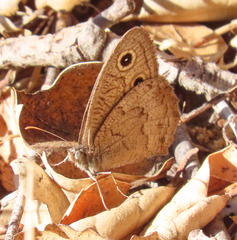 Cercyonis sthenele
