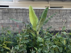 Musa