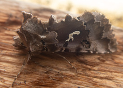 Autographa corusca